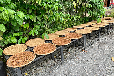 Suszenie Kopi Luwak - kawanatargi.com