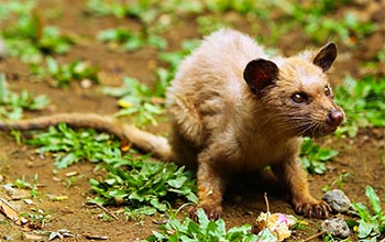 Łaskun Muzanga - luwak - kawanatargi.com