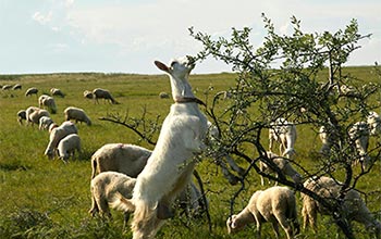 Legenda o kawie - kawanatargi.com